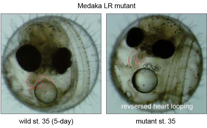 LR mutant